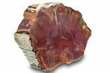 Polished, Petrified Wood (Araucarioxylon) - Arizona #244068-1